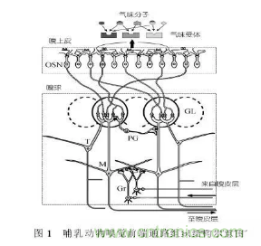 仿生傳感器的定義、原理、分類(lèi)及應(yīng)用